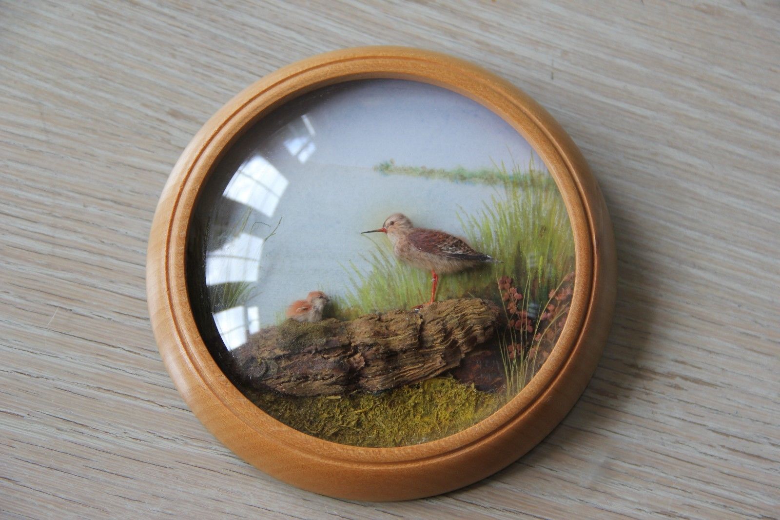 Red Shank and Chick (5-inch)